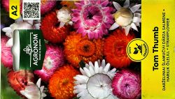 Strawflower Tom Thumb Seed.
